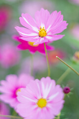 Obraz premium コスモスの花のある風景