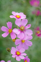 Fototapeta premium コスモスの花のある風景