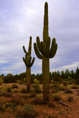 Clouds Over Central Sonora Desert Arizona