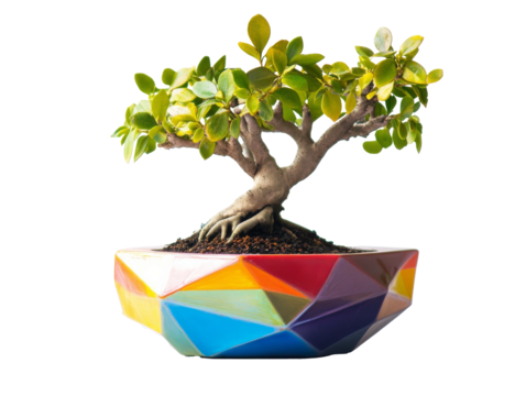 Beautiful bonsai tree in vibrant geometric pot
