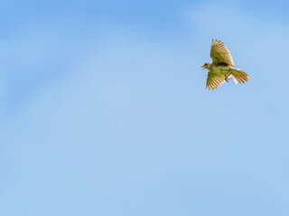 Songlark in the sky