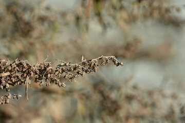 Tarragon leaves seeds