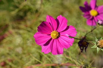 Obraz premium Pink garden cosmos flower