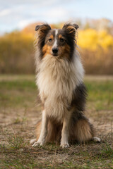 Cute brown grey tricolor dog sheltie. Shetland sheepdog in autumn fall park or forest