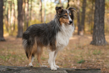 Cute brown grey tricolor dog sheltie in fall park on wood. Shetland sheepdog in autumn forest