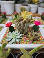 Assorted mini cactuses 