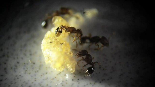 small red ants that eat everything. The smallest red ants eat anything on the floor of the house, even oily pieces of food.