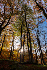 Fototapeta premium Scotland: the forests around New Lanark on a sunny autumn day