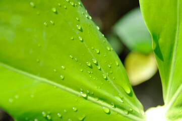 Monstera, Hurricane plant or Swiss cheese plant and rain droplet