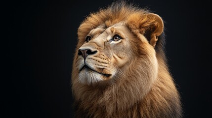 Fototapeta premium Majestic male lion portrait against a black background.