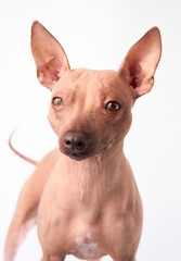 A focused American Hairless Terrier dog sits against a white background, showcasing its distinctive look and attentive nature.