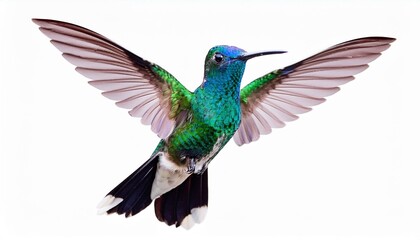Obraz premium ハミングバード（hummingbird on white background） 