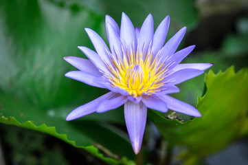 purple lotus or Sacred Lotus or Egyptian Lotus or Nelumbo nucifera Gaertn in the pond