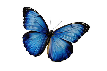 Obraz premium Blue Butterfly Isolated on Transparent Background