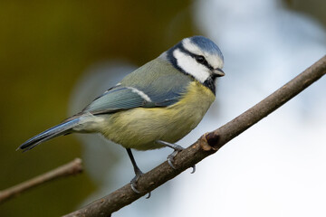 Obraz premium Blue tit on branch