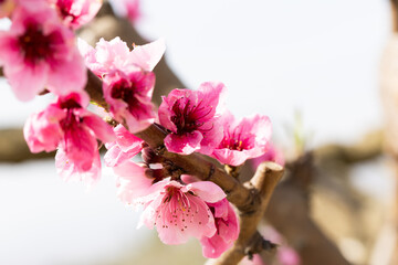 Fototapeta premium Peach flowering trees in gardens in spring