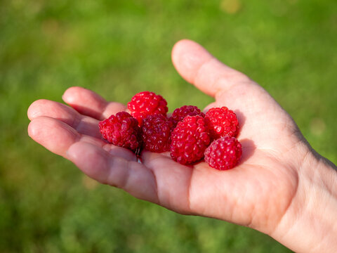 Thanks to the high content of antioxidants, raspberries help the skin to look younger and slow down its aging. Raspberries are undoubtedly the most popular small fruit.