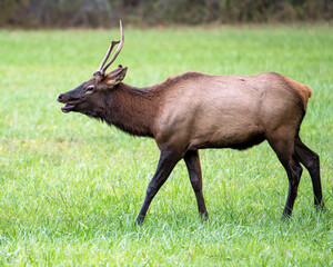 elk