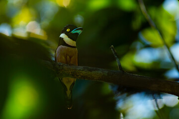 Male black and yellow broadbill (eurylaimus ochromalus) perching on a tree branch, with shallow depth of field an natural background