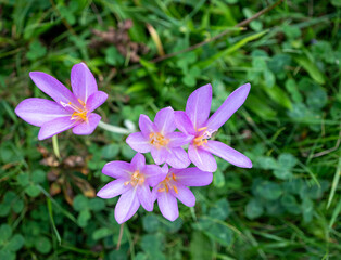 Kr&aacute;sn&aacute;, asi 10 až 15 cm vysok&aacute; květina, popul&aacute;rně naz&yacute;van&aacute; zimn&iacute; zeleň nebo &scaron;afr&aacute;n. Roste na m&iacute;rně vlhk&yacute;ch louk&aacute;ch, svaz&iacute;ch a pastvin&aacute;ch, zejm&eacute;na v horsk&yacute;ch oblastech.