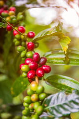 Fresh coffee beans on the tree in the garden.