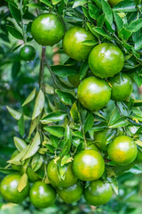 Fresh oranges on the tree in the garden.
