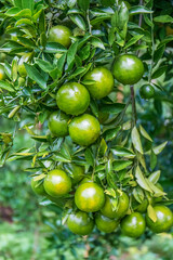 Fresh oranges on the tree in the garden.