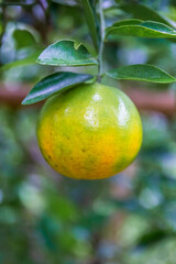 Fresh oranges on the tree in the garden.