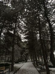 Fototapeta premium winter forest