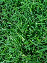 green grass texture