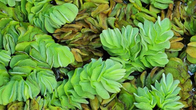 Salvinia cucullata Roxb