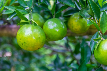 Fresh oranges on the tree in the garden.