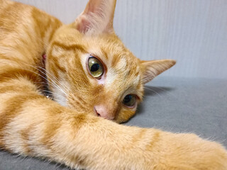 Un gato atigrado naranja descansando con la cabeza apoyada en una pata extendida. Primer plano que...