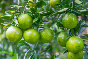 Fresh oranges on the tree in the garden.