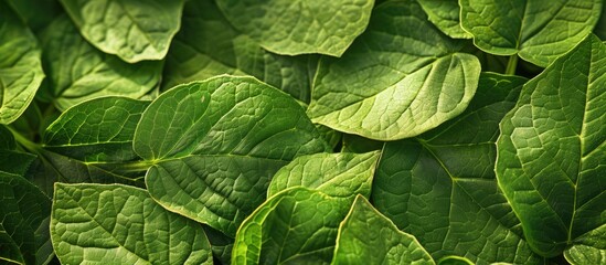 Fototapeta premium Leaf Texture Stock Image