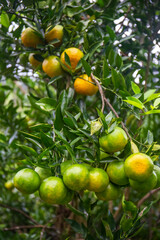Fresh oranges on the tree in the garden.