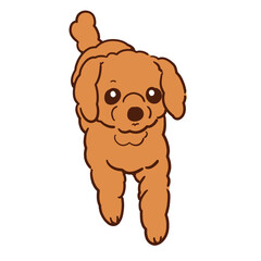 Obraz premium 遊んで欲しそうな我が家の愛犬ショコラ