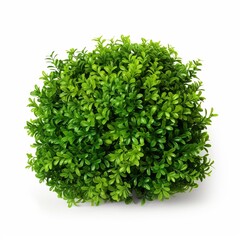 Fototapeta premium Photo of Vibrant Green Bush on White Background