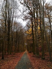 Novemberwald