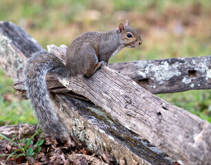squirrel on a tree