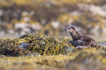 Female otter with cubs, Isle of Mull, Scotland