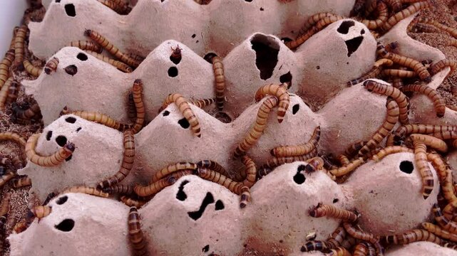 close-up shot of a mealworm farm feeding on the fibres of egg cartons