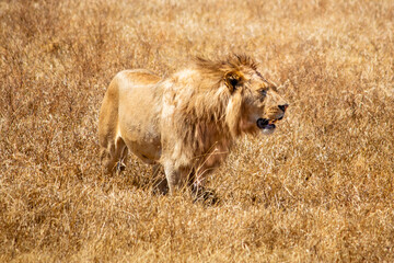 Ngorongoro Crater, Tanzania
