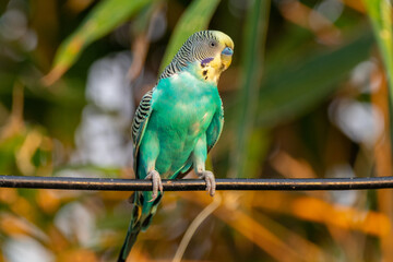 Obraz premium The budgerigar (Melopsittacus undulatus), also known as the common parakeet, shell parakeet or budgie is a small, long-tailed, seed-eating parrot native to Australia