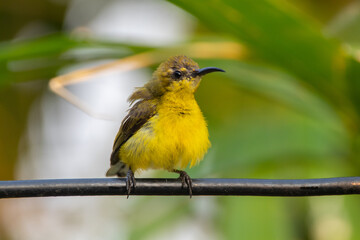 The olive-backed sunbird (Cinnyris jugularis ), also known as the yellow-bellied sunbird, is a species of sunbird found from Southern Asia to Australia.