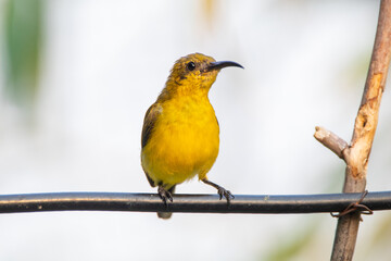 Obraz premium The olive-backed sunbird (Cinnyris jugularis ), also known as the yellow-bellied sunbird, is a species of sunbird found from Southern Asia to Australia.
