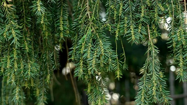 Close-up of hanging branches on a coniferous tree with needle-like leaves and small green buds. Natural details of Taxus baccata 