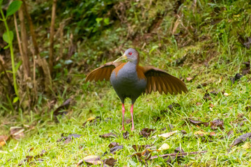 Beautiful Bird Gray-necked Wood-Rail (Aramides cajaneus)