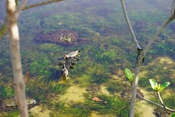 Family of Common Gallinule Birds in a Tranquil Pond