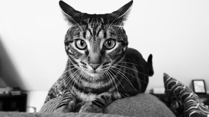 Gato echando orejas hacia atrás fondo blanco